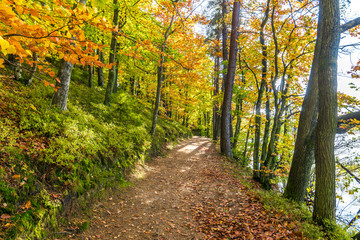 Autumn forest scenery with path and trees