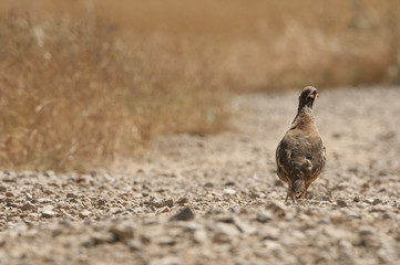 The red-legged, Alectoris rufa, walking through the countryside