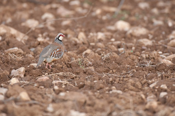 The red-legged, Alectoris rufa, walking through the countryside
