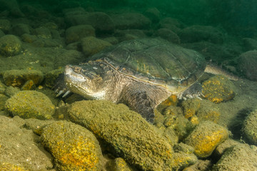 Snapping Turtle Laying Flat