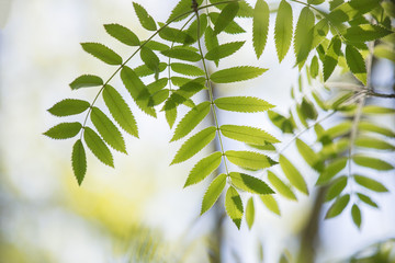 green rowan tree leaves