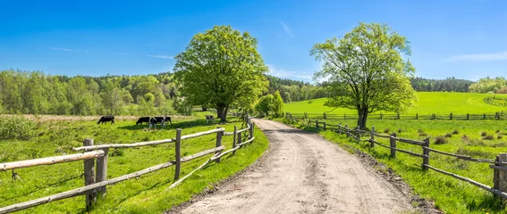 Foto op Canvas Plattelandslandschap, boerderijveld en gras met grazende koeien op weiland in landelijk landschap met landweg, panoramisch uitzicht © alicja neumiler