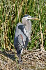 Great Blue Heron