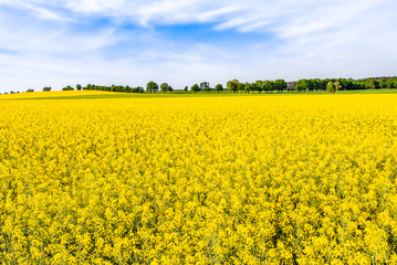 Obraz premium Blooming rapeseed fields with yellow flowers, field of rape, landscape
