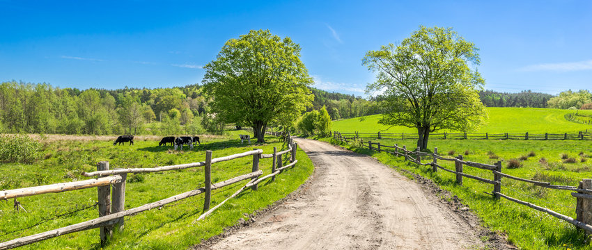 Countryside landscape, farm field and grass with grazing cows on pasture in rural scenery with country road, panoramic view