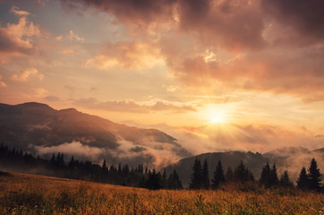 Foggy morning shiny summer landscape with mist, golden meadow and sun shining