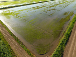 The rice fields are flooded with water. Flooded rice paddies. Agronomic methods of growing rice in the fields.