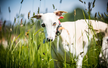The Whippet
