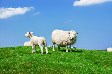 Scottish sheep graze on a green meadow