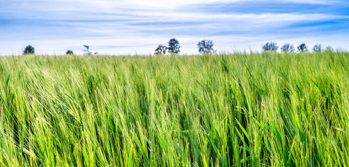 Crop of barley, grass field, green panoramic landscape, blue sky and trees on the horizon