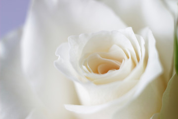 Macro White Rose 3