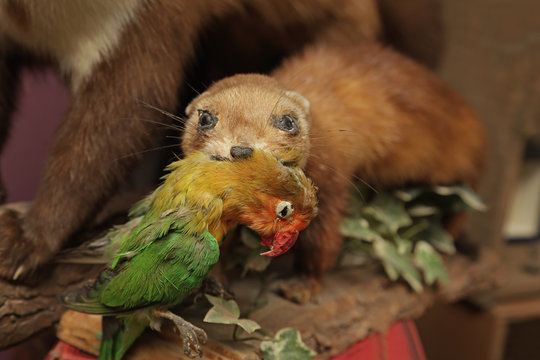 belette empaill&eacute;e tenant un oiseau dans sa gueule 