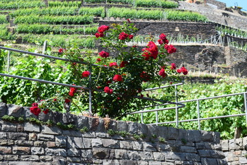 Weinberg mit roten Rosen in Walporzheim im Ahrtal