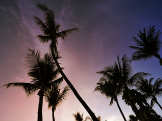 Silhouette picture of the coconut tree