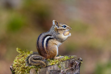 Chipmunk forageing for food in a boreal forest Quebec, Canada.