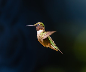 Male Ruby throated humming bird in flight.