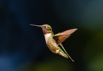 Fototapeta na wymiar Male Ruby throated humming bird in flight.