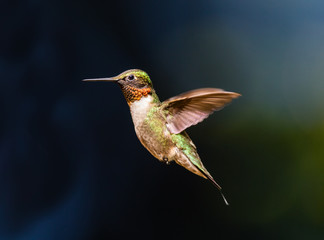 Male Ruby throated humming bird in flight.