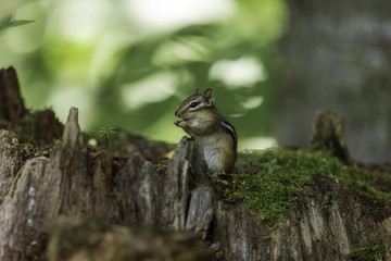 Chipmunk forageing for food in a boreal forest Quebec, Canada.