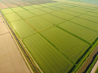 The rice fields are flooded with water. Flooded rice paddies. Agronomic methods of growing rice in the fields.