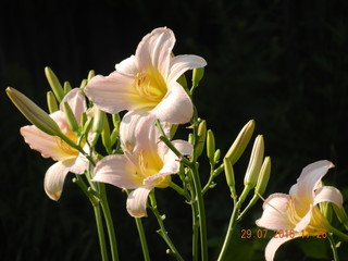 hemerocallis