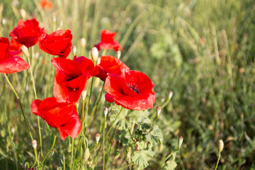 Naklejka premium Coquelicot