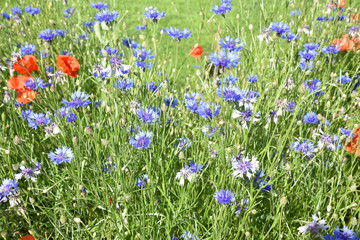 Bleuets au printemps