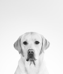 Mugshot of a dog in black and white. Golden retriever mug shot isolated on white. Funny dog picture with copy space.