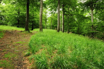 Forest path with grass