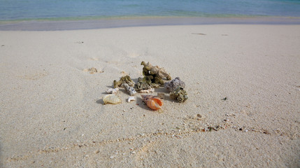 View on beautiful group of shells and stones on white sand beach. Turquoise ocean water on background.