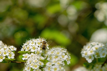 the bee pollinates a lot of white flowers
