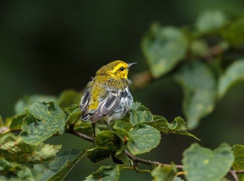 Black Throated Green Warbler Perched In A Boreal Forest Quebec Canada.