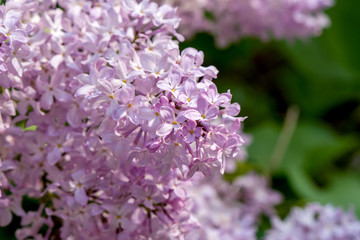 lots of small pink flowers and a green blurred background