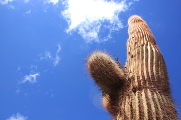 Cactus in the sky