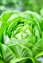 Green lettuce. Healthy lifestyle and healthy food
