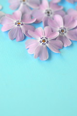Lavender violet phlox flowers on turquoise teal blue pastel flat layout with copy space