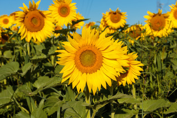 Sunflower field in full bloom Quebec, Canada.