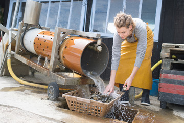 shellfish oysters cleaning processing