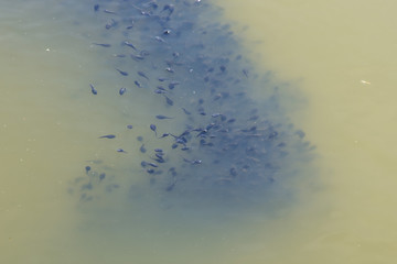 Fototapeta na wymiar large quantity of tadpole shrimp on water surface