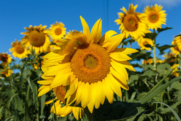 Obraz premium Sunflower field in full bloom Quebec, Canada.
