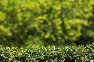 Obraz premium green hedge and blurred green background