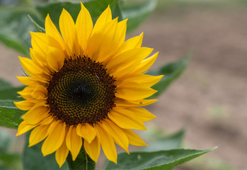 sonnenblume