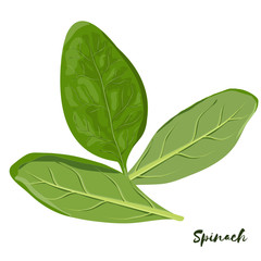 Spinach. Flat design. Vector illustration.