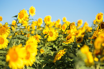 Sunflower field in full bloom Quebec, Canada.