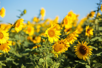 Sunflower field in full bloom Quebec, Canada.