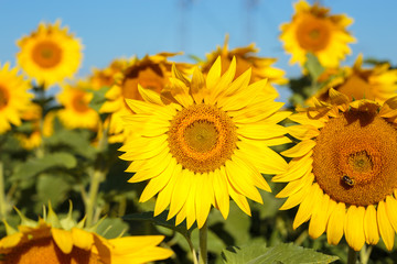 Obraz premium Sunflower field in full bloom Quebec, Canada.
