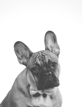 Funny dog picture. Mugshot of a french bulldog looking sad. Black and white with copy space.