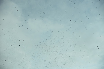 Minimal backlight picture of a huge flock of birds (starlings) flying at sunset in a dramatic cloudy sky framed by leafy treetops.