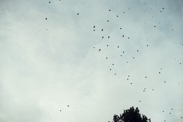 Minimal backlight picture of a huge flock of birds (starlings) flying at sunset in a dramatic cloudy sky framed by leafy treetops.