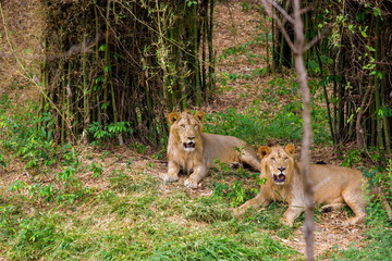 Asiatic Lion, now an edangered species shot in incredible India.